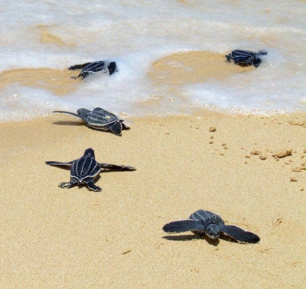 A group of leatherback hatchlings crawling across the sand toward the ocean after emerging from their nest