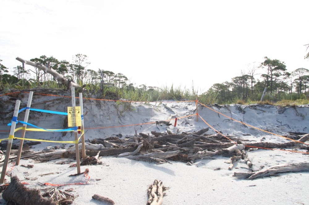 A marked sea turtle nest staked off by wildlife officials during a routine nest-protection patrol