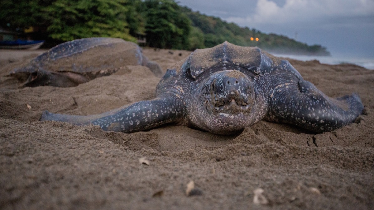 A female leatherback sea turtle nesting on a beach at dawn, partway through covering her eggs